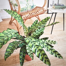 Calathea, plante tropicale originale