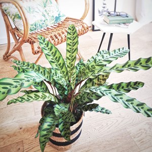 Calathea, plante tropicale originale