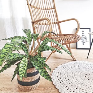 Calathea, plante tropicale originale