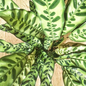 Calathea, plante tropicale + cache-pot