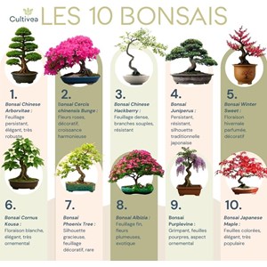 Kit 10 bonsaïs à faire pousser avec accessoires