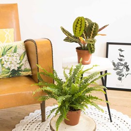 Lot de 2 plantes dépolluantes