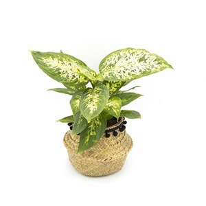 Lot de 4 plantes vertes dépolluantes