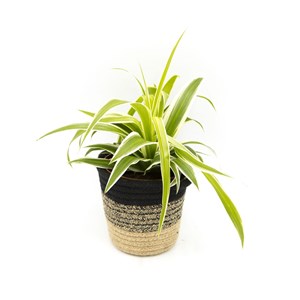 Lot de 4 plantes vertes dépolluantes