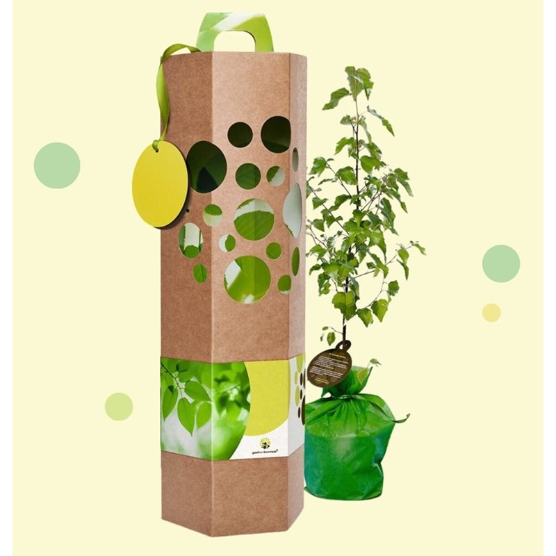 Idée cadeau - offrir un bouleau à planter
