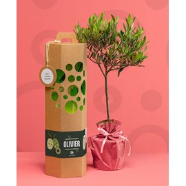 Olivier à planter - idée cadeau