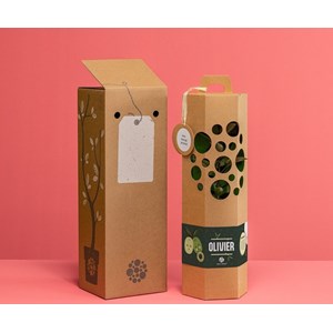 Olivier à planter - idée cadeau