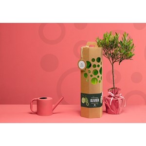 Olivier à planter - idée cadeau