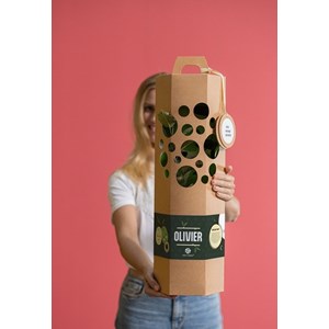 Olivier à planter - idée cadeau