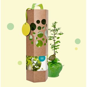 Idée cadeau - ginkgo biloba à planter