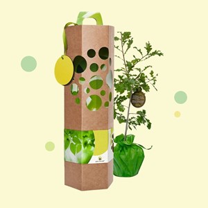 Offrir un chêne à planter - idée cadeau durable