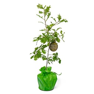 Offrir un chêne à planter - idée cadeau durable