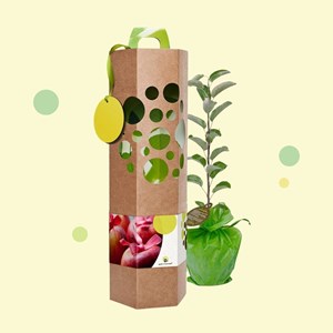 Un pommier à planter, livré dans un bel emballage écologique - cadeau durable