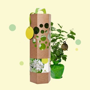 Un poirier à planter, livré dans un bel emballage écologique - cadeau durable