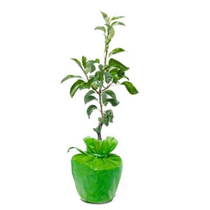 Un poirier à planter, livré dans un bel emballage écologique - cadeau durable