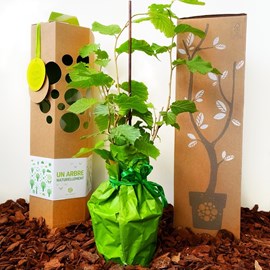 Idée cadeau - noisetier à planter - arbre-cadeau