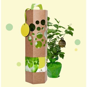 Idée cadeau - noisetier à planter - arbre-cadeau