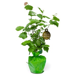 Idée cadeau - noisetier à planter - arbre-cadeau
