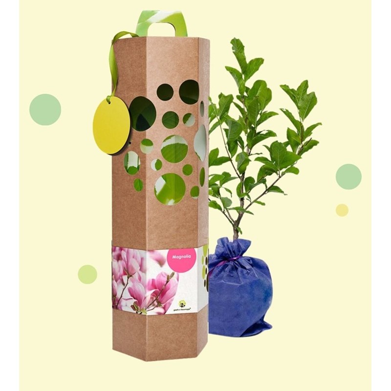 Magnolia à planter - idée cadeau durable et original
