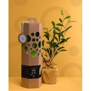 Magnolia à planter - idée cadeau durable et original