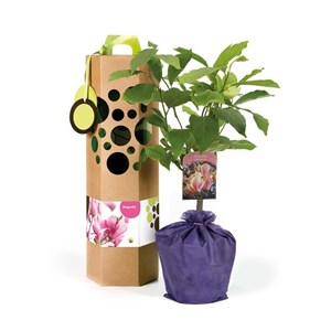 Magnolia à planter - idée cadeau durable et original