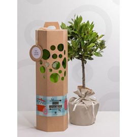 Laurier sur tige à planter – un arbre d’exception pour un cadeau unique