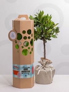 Laurier sur tige à planter – un arbre d’exception pour un cadeau unique