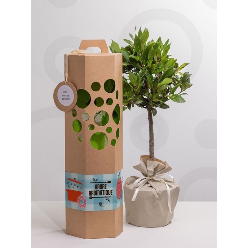 Laurier sur tige à planter – un arbre d’exception pour un cadeau unique