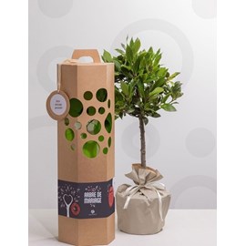 Arbre de mariage - pommier