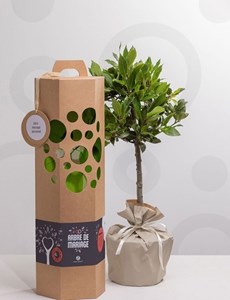 Arbre de mariage - pommier