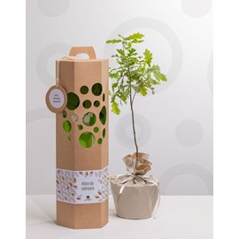 Arbre de mémoire - bouleau