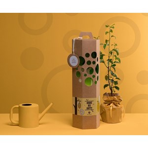 Arbre bee happy - poirier