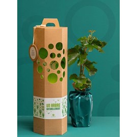 Un arbre naturellement - noisetier