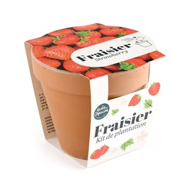 Pot terre cuite antique - fraisier