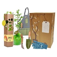 Coffret cadeau - planter un arbre - ginkgo biloba