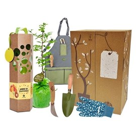 Coffret cadeau - planter un arbre - ginkgo biloba