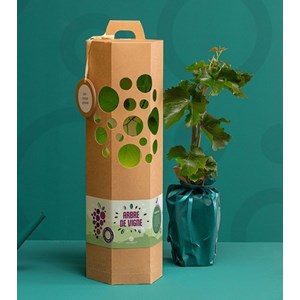 Coffret cadeau - arbre de vigne