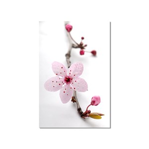 Tableau moderne fleurs prunus