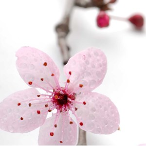 Tableau moderne fleurs prunus