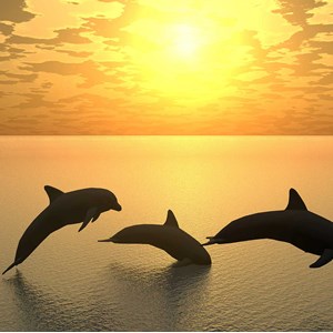 Tableau décoratif dauphins