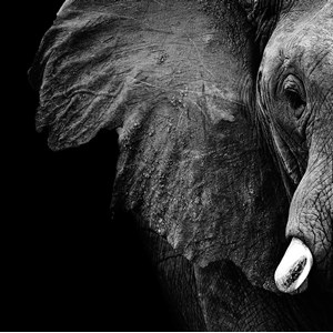 Tableau moderne photo éléphant