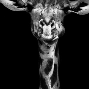 Tableau girafe haute en portrait