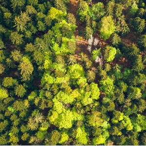Tableau vue du ciel the green touch
