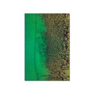 Tableau végétaux et flore aquatique