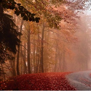 Tableau nature explosion automnale