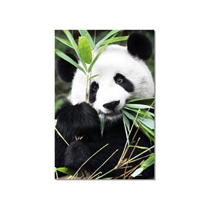 Tableau design regard de panda