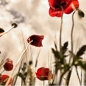 Tableau coquelicots