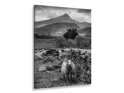 Tableau noir et blanc deco brebis