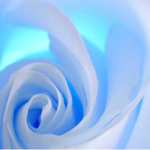 Tableau design blue roses