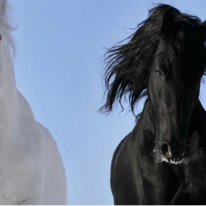 Tableau photo chevaux